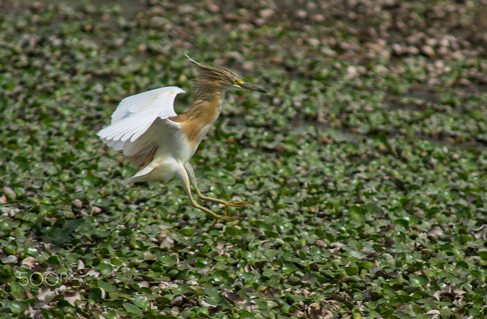 AF Nikkor 300mm f/4 IF-ED sample photo. Squacco heron photography