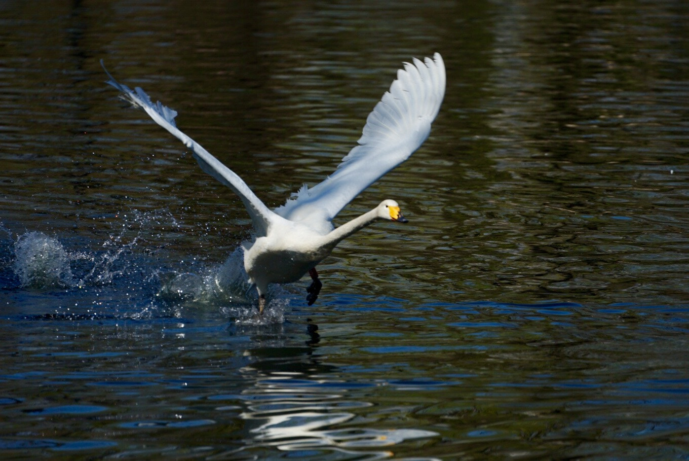 Sony FE 70-300mm F4.5-5.6 G OSS sample photo. 天鹅之舞 photography
