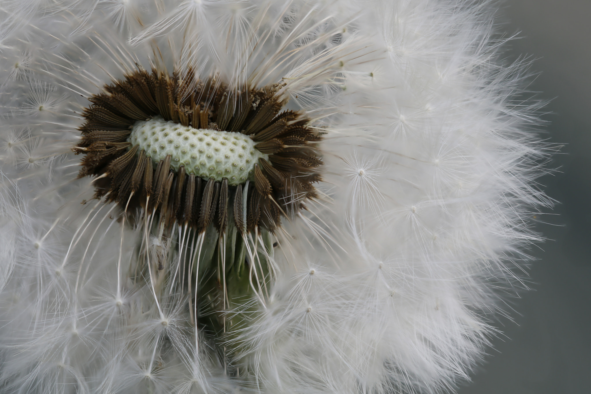 Canon EOS 750D (EOS Rebel T6i / EOS Kiss X8i) sample photo. Dandelion in the wind photography