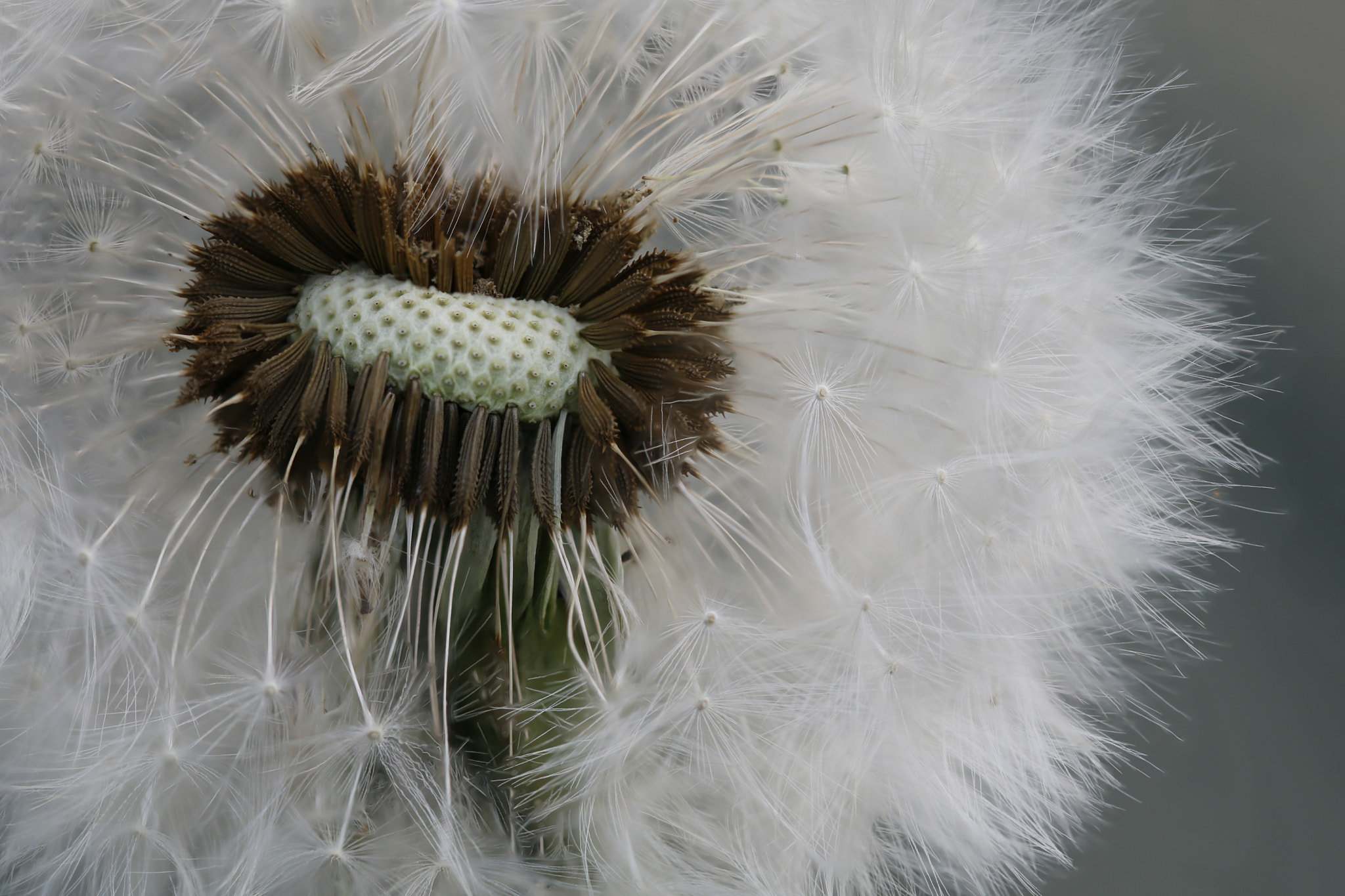 Canon EF 100mm F2.8L Macro IS USM sample photo. Dandelion in the wind photography