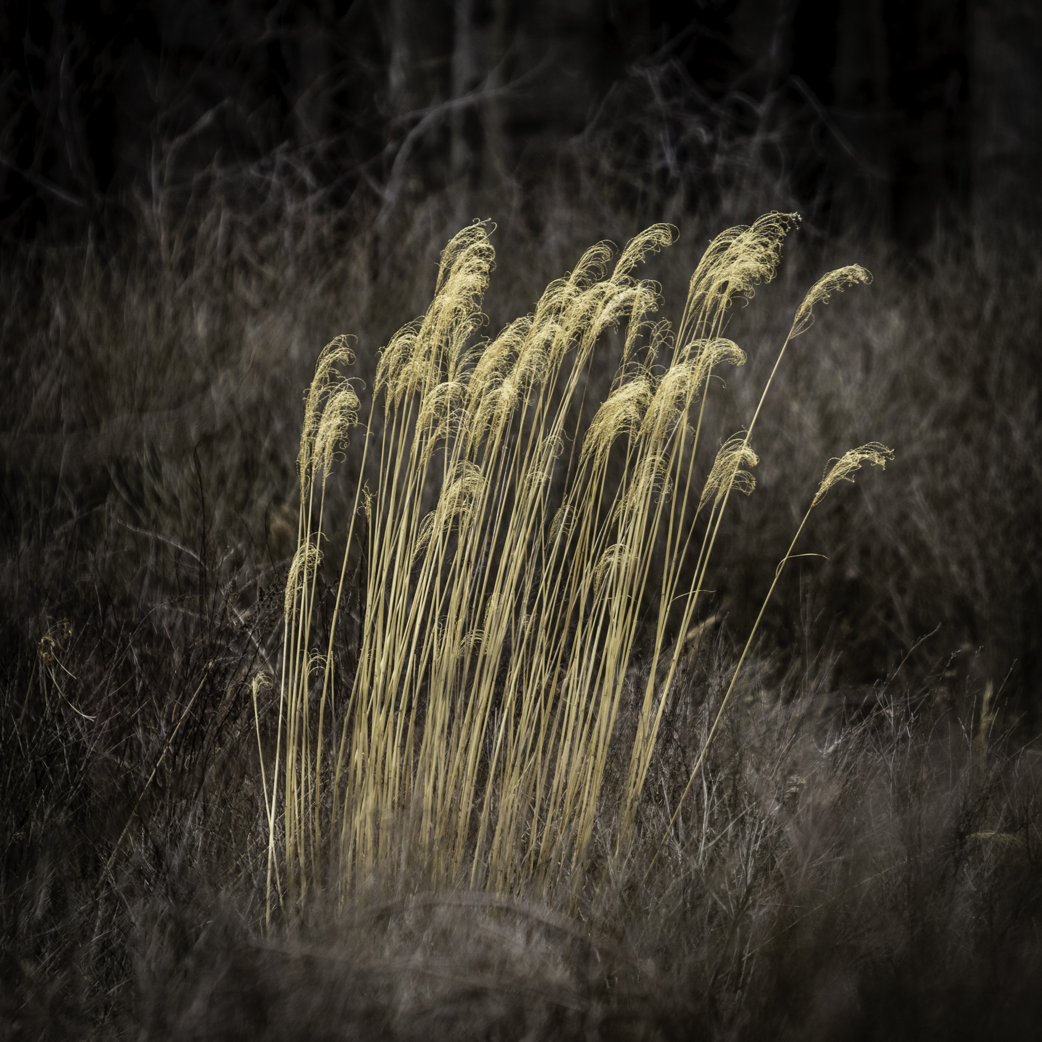 Canon EF 300mm F2.8L IS II USM sample photo. Golden harvest photography
