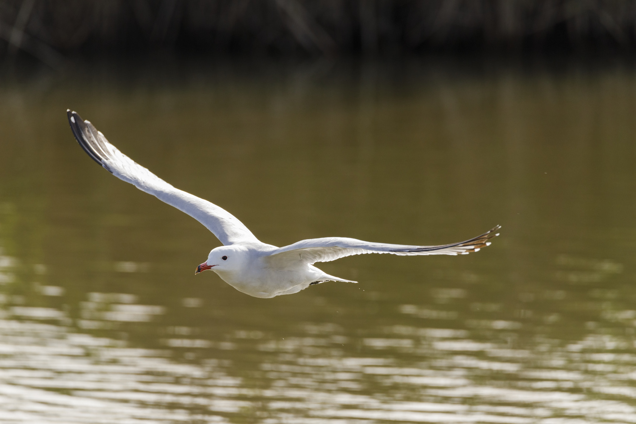 Tamron SP 150-600mm F5-6.3 Di VC USD sample photo. Gull 3 photography