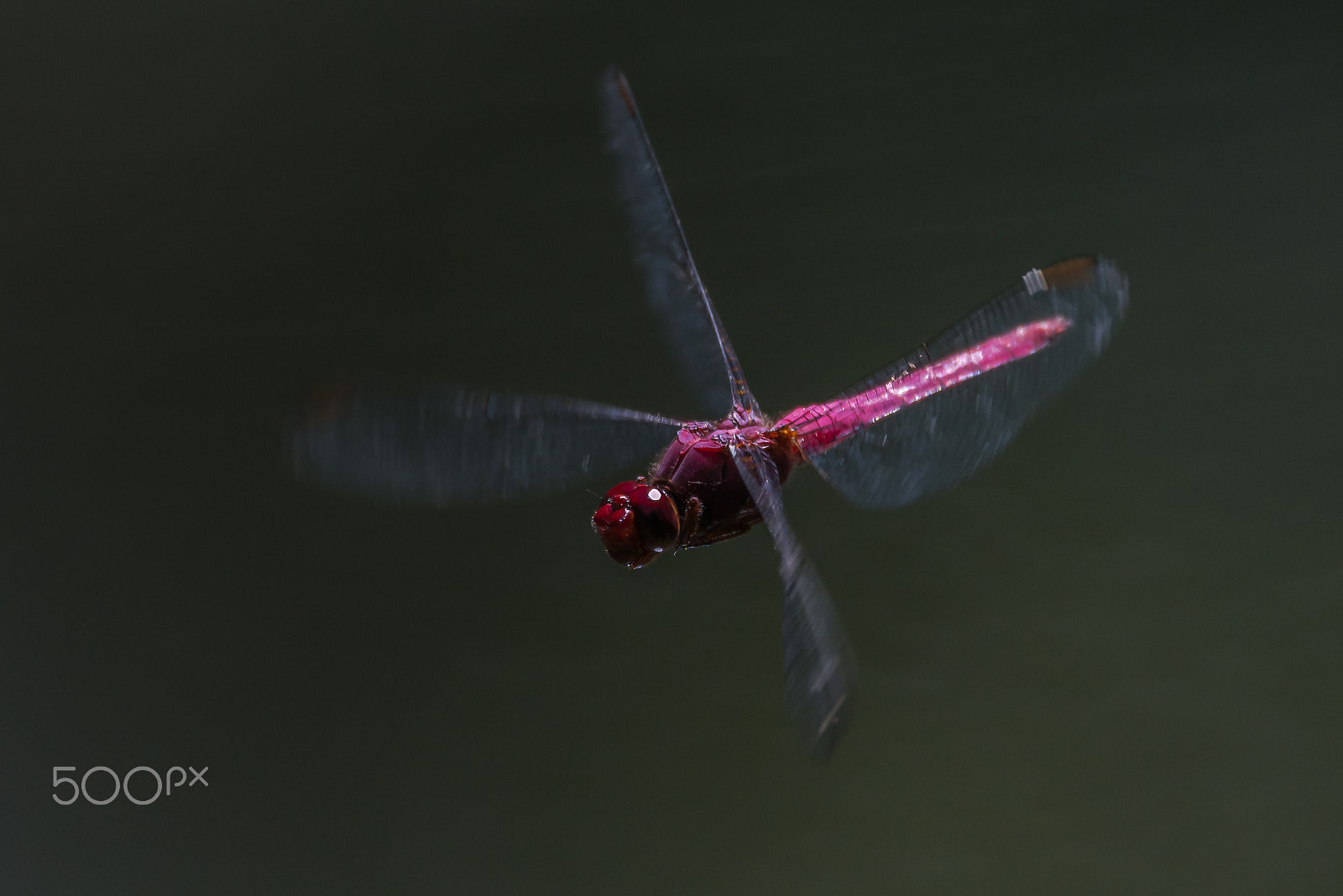 Nikon D800 sample photo. Dragonfly photography