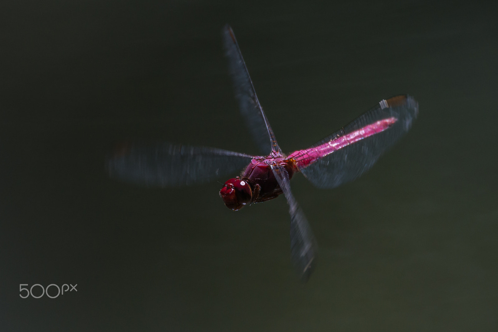 Sigma 150-600mm F5-6.3 DG OS HSM | C sample photo. Dragonfly photography