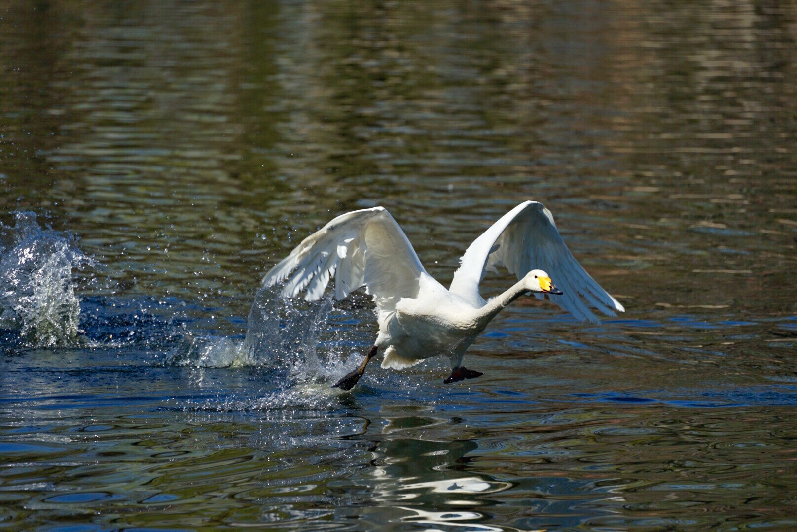 Sony a7 II + Sony FE 70-300mm F4.5-5.6 G OSS sample photo. 天鹅之舞 photography