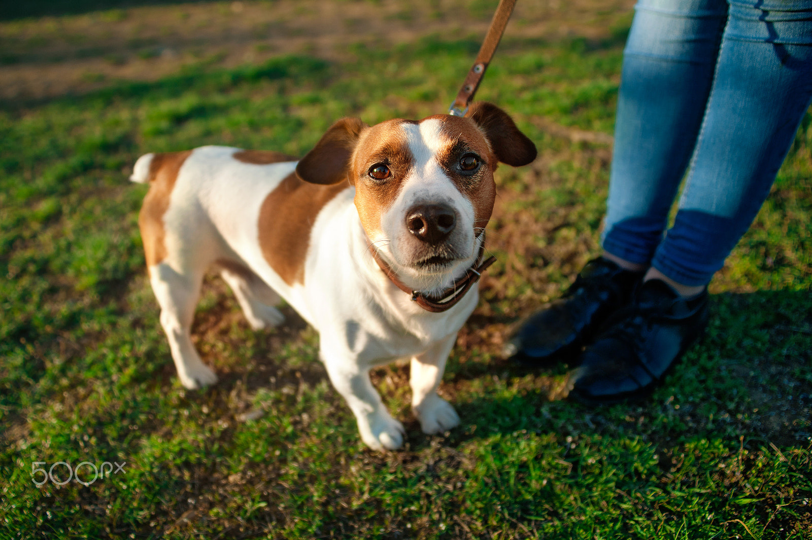 Nikon D700 sample photo. The dog jack russell terrier on a leash at the feet of the mistress looks up on the green grass photography