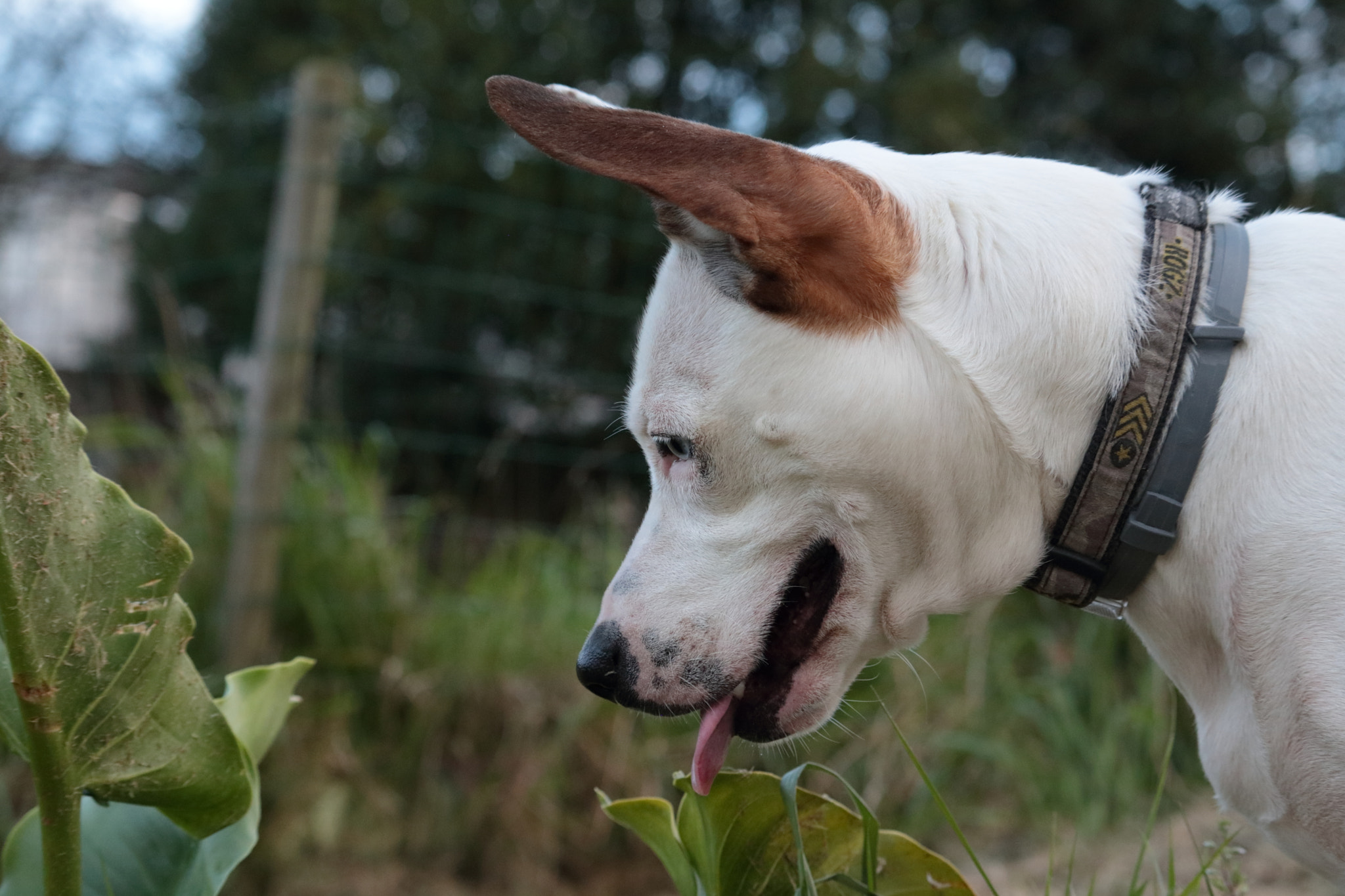 Canon EF-S 55-250mm F4-5.6 IS STM sample photo. Nynfa a la caza photography