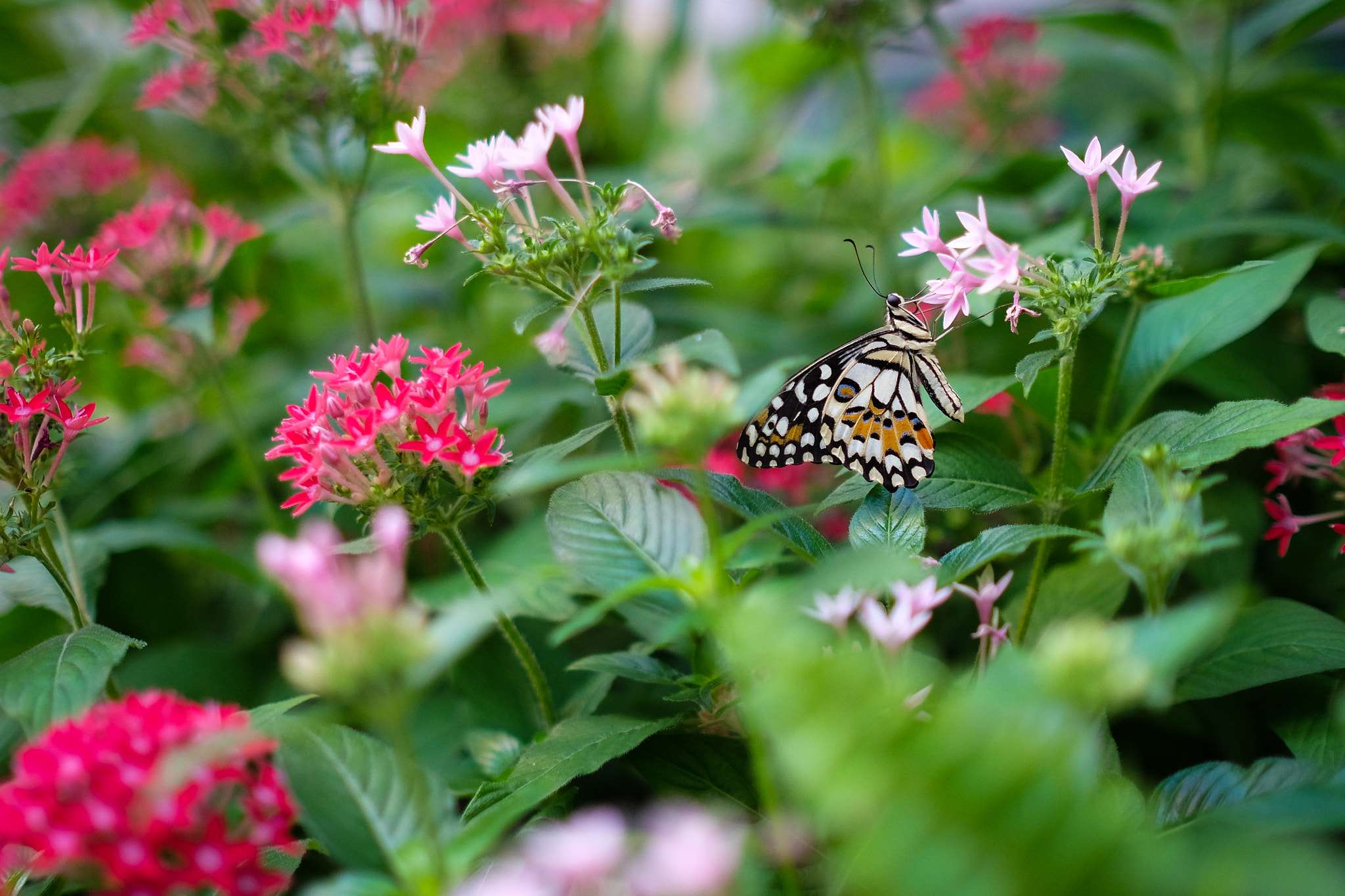 Fujifilm X-T1 sample photo. Butterfly photography