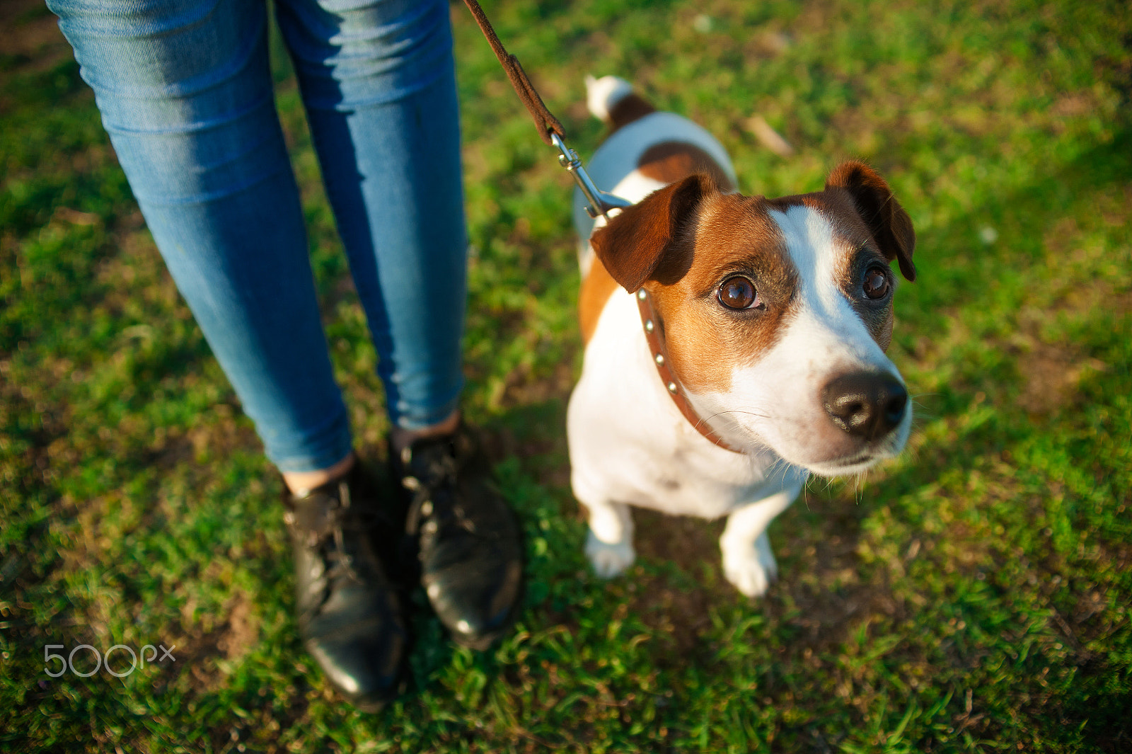 Nikon D700 + Sigma 24-70mm F2.8 EX DG Macro sample photo. Jack russell terrier dog lying behind its owner legs and looking up loyal during the dog training... photography