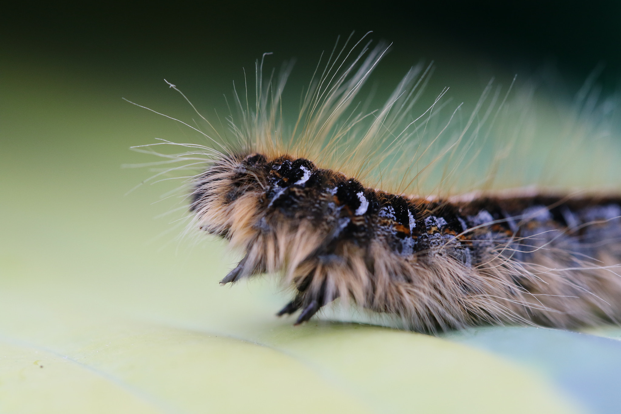 Canon EF 100mm F2.8L Macro IS USM sample photo. Spring movement photography