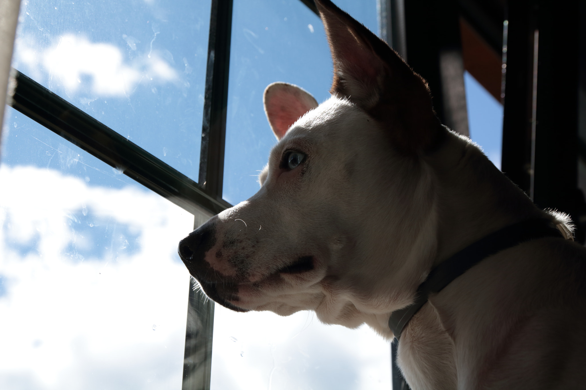 Canon EOS 750D (EOS Rebel T6i / EOS Kiss X8i) sample photo. Nynfa observando photography