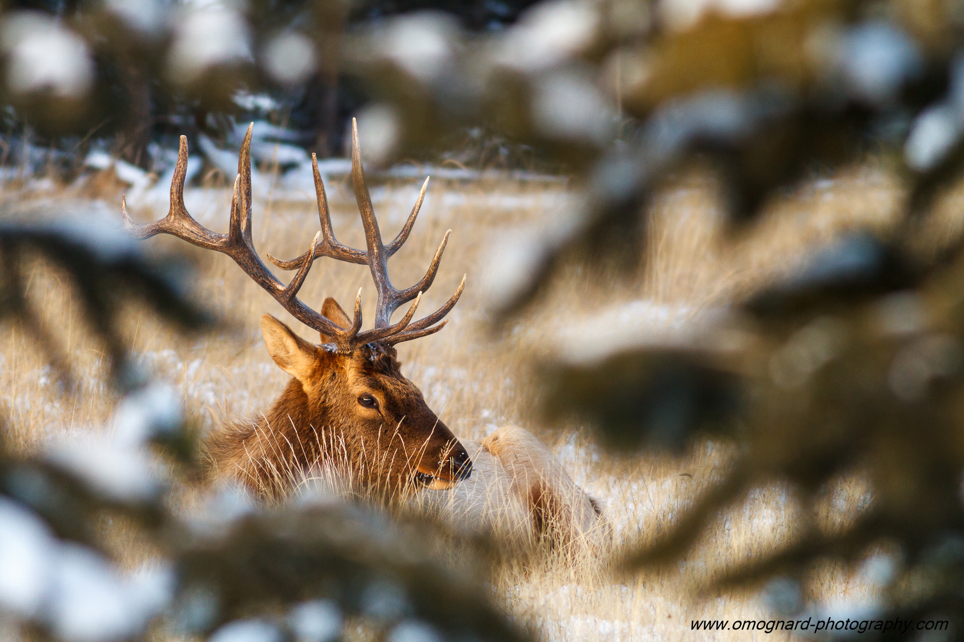 Canon EOS 7D + Canon EF 300mm F4L IS USM sample photo. Through branches & snow photography