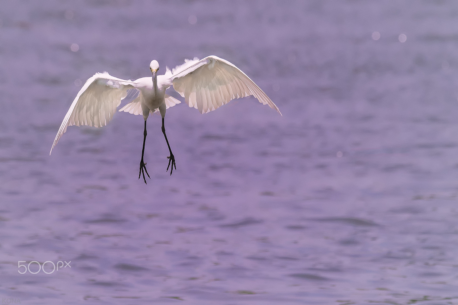 Nikon AF-S Nikkor 400mm F2.8G ED VR II sample photo. Sagi   33617125061.jpg photography