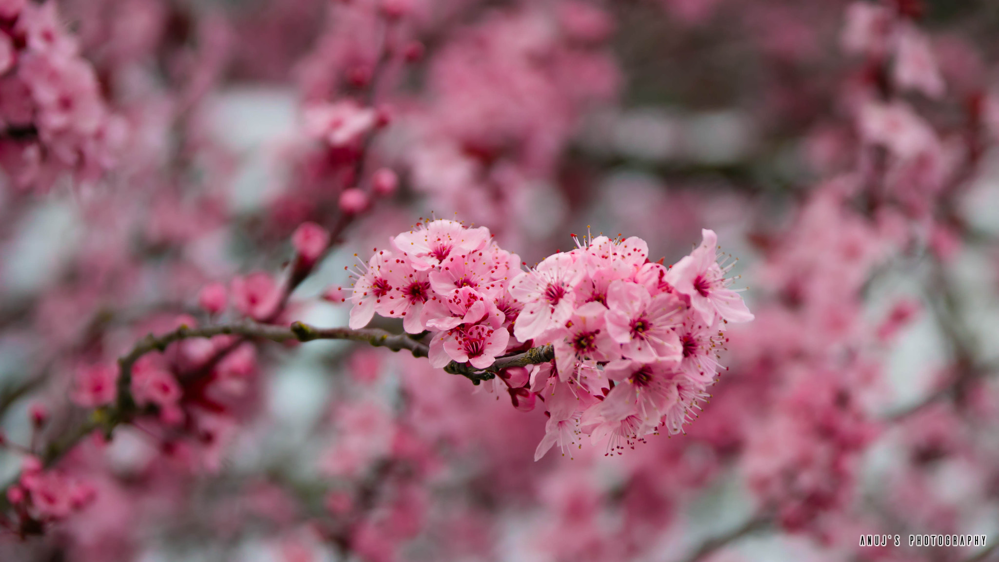 Canon EOS 70D + Sigma 17-70mm F2.8-4 DC Macro OS HSM sample photo. Cherry blossoming photography