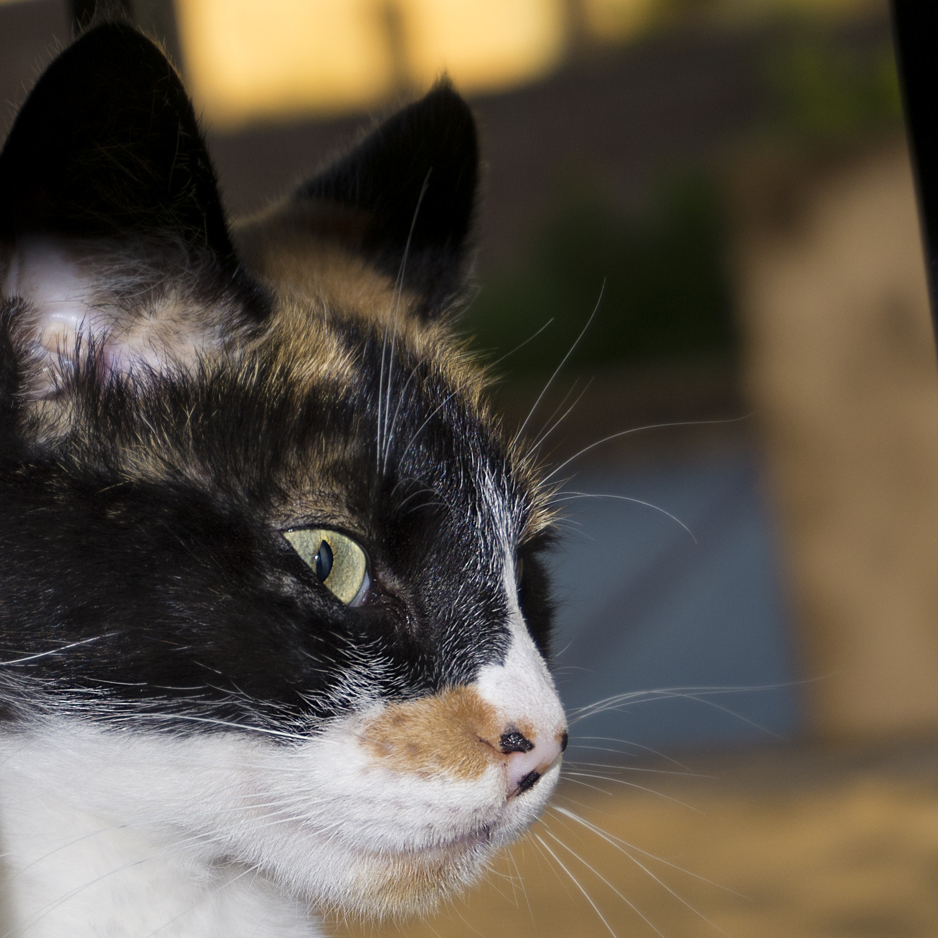 Sony Alpha NEX-5N sample photo. Kitty photography