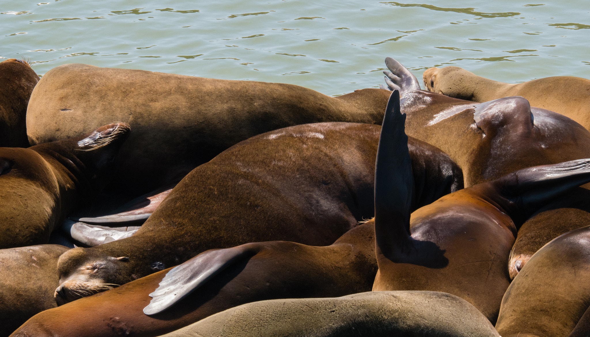 Panasonic Lumix DMC-G85 (Lumix DMC-G80) + OLYMPUS DIGITAL 50-200mm Lens sample photo. Sea lions chillin photography