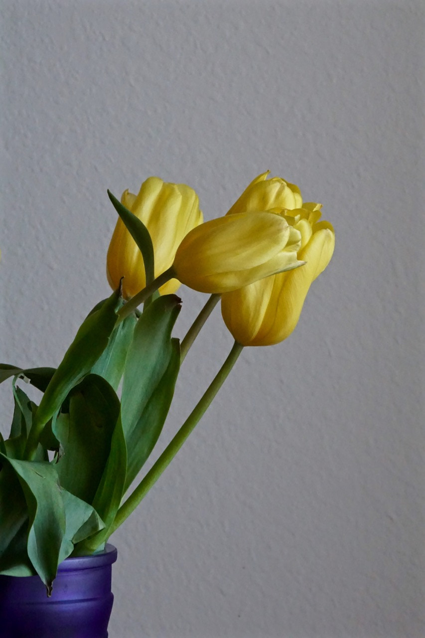Sony E 18-200mm F3.5-6.3 OSS sample photo. Yellow tulips photography