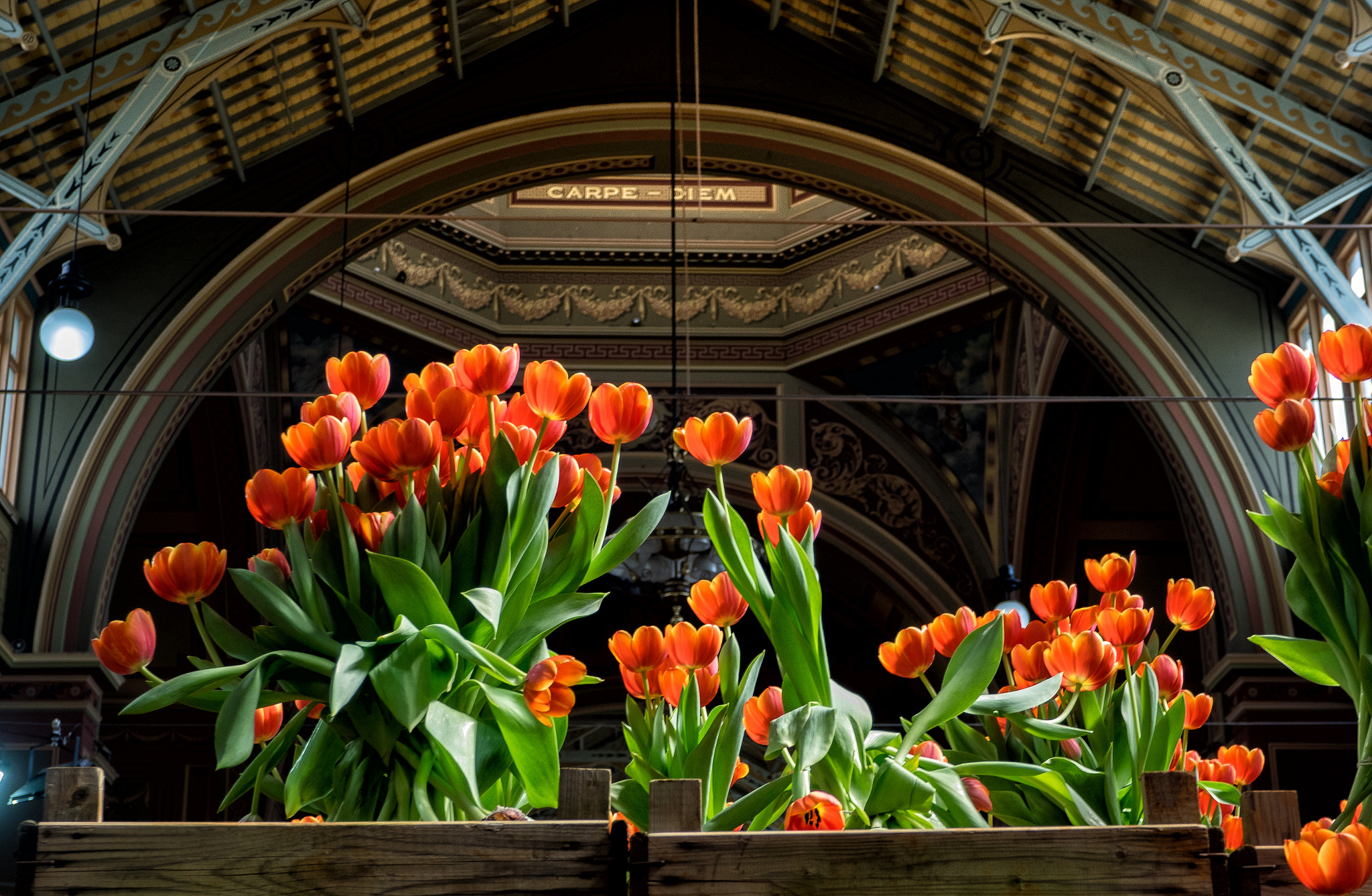 Olympus OM-D E-M1 sample photo. Tulip show photography