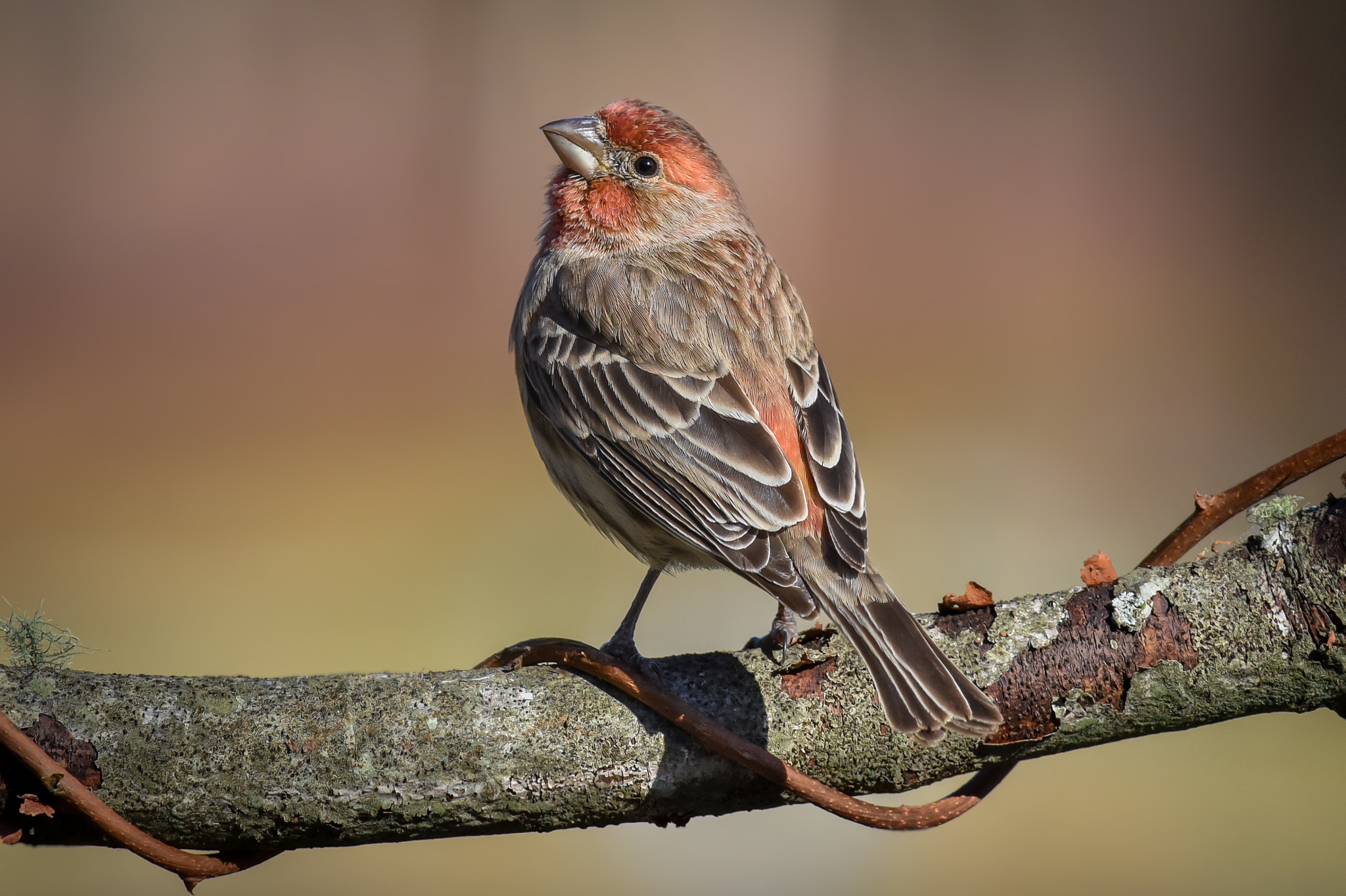 Nikon D750 + Nikon AF-S Nikkor 300mm F2.8G ED-IF VR sample photo. House finch photography