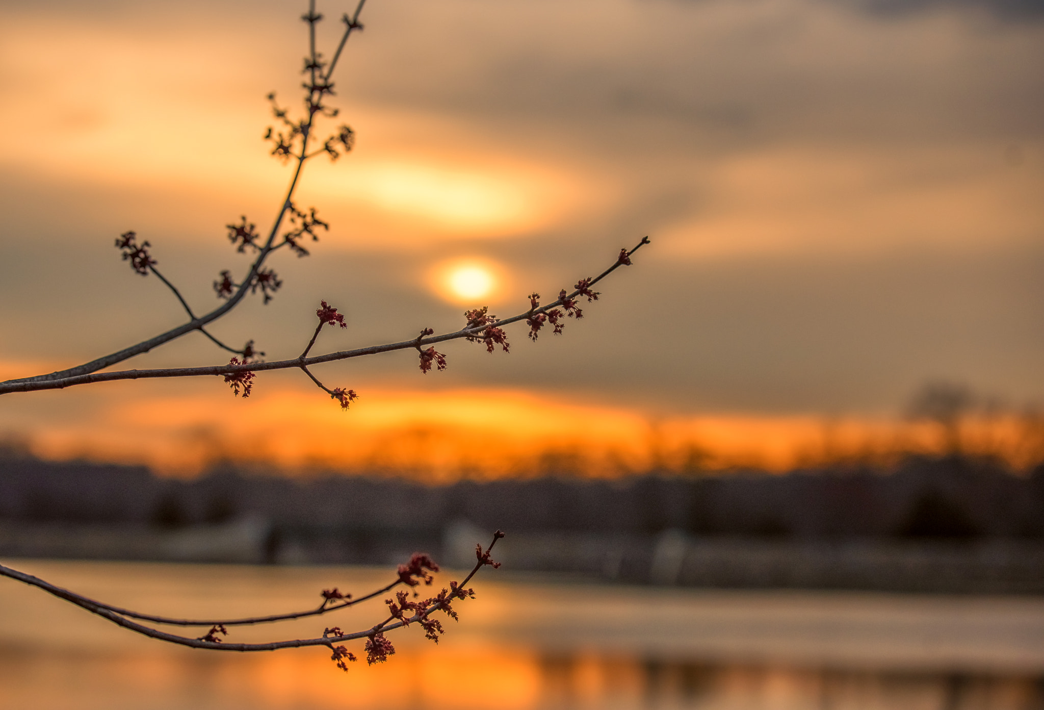 Nikon D750 + Tamron SP 70-200mm F2.8 Di VC USD sample photo. Signs of spring photography