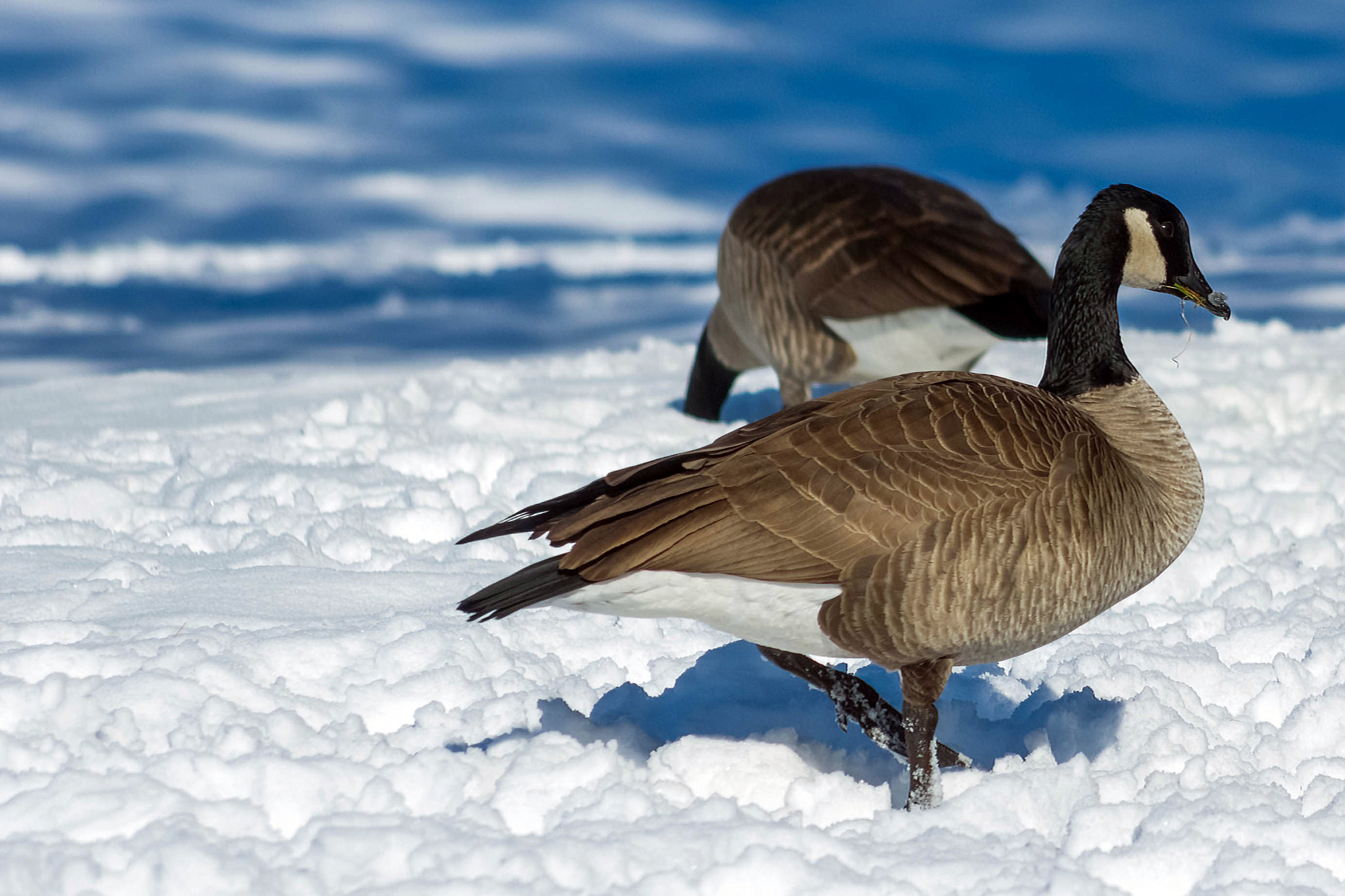 smc PENTAX-DA L 55-300mm F4-5.8 ED sample photo. Canada geese photography
