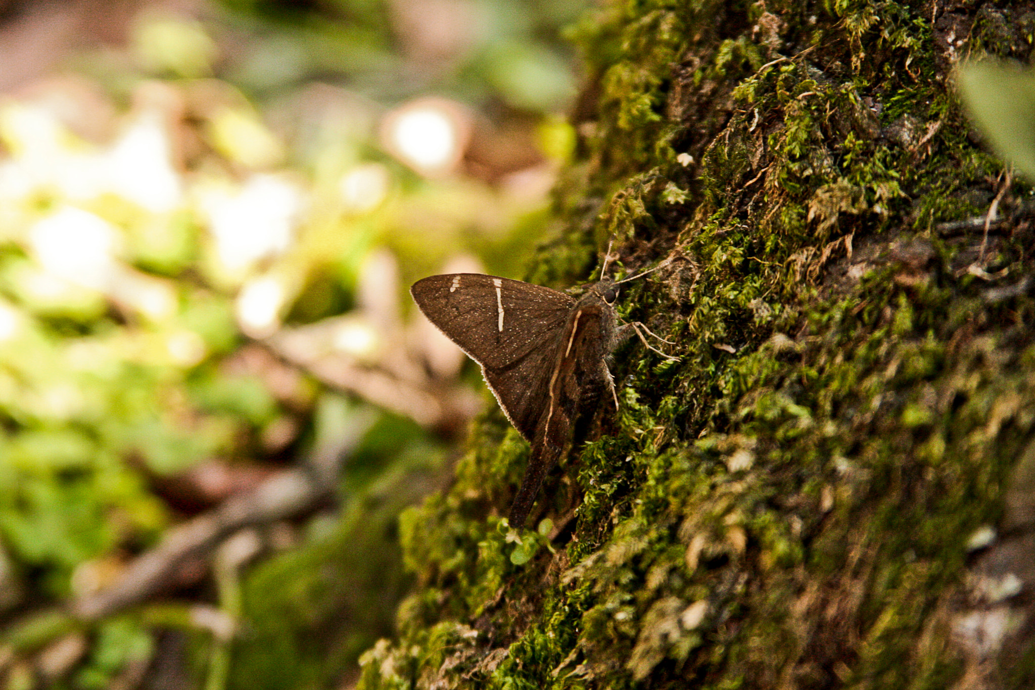 Canon EOS 40D + Canon EF 28-135mm F3.5-5.6 IS USM sample photo. Mighty moth photography