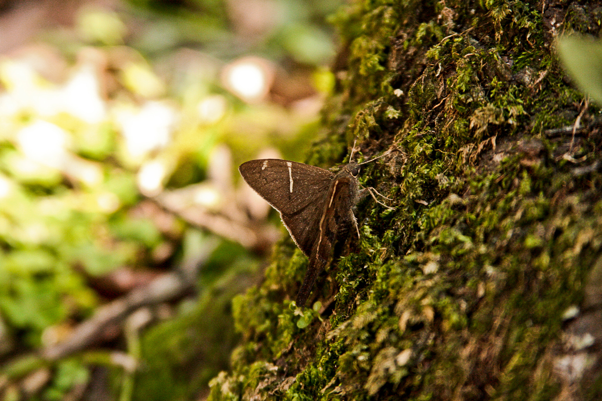 Canon EF 28-135mm F3.5-5.6 IS USM sample photo. Mighty moth photography