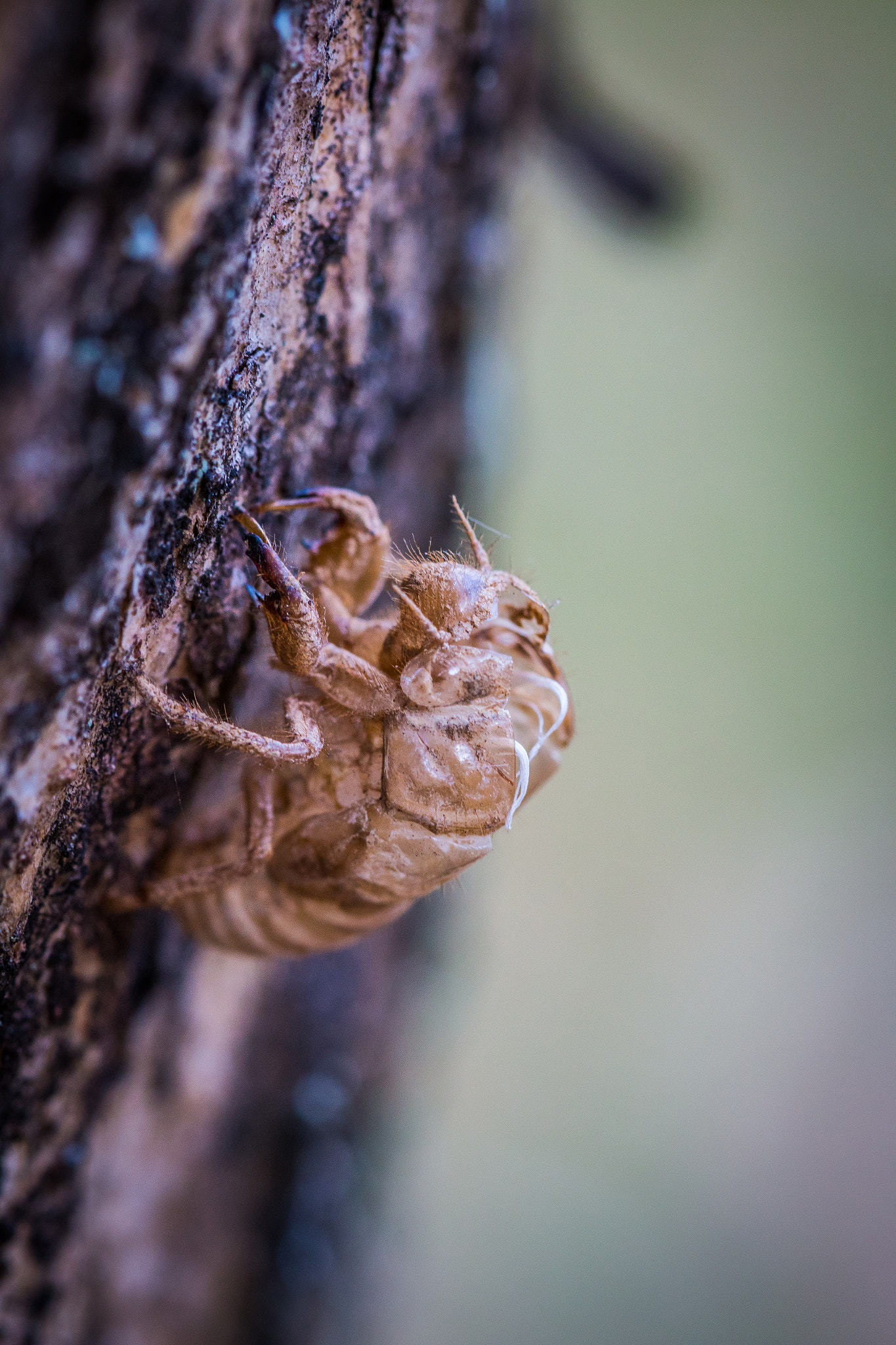 Canon EF 100mm F2.8 Macro USM sample photo. Cicada shell photography