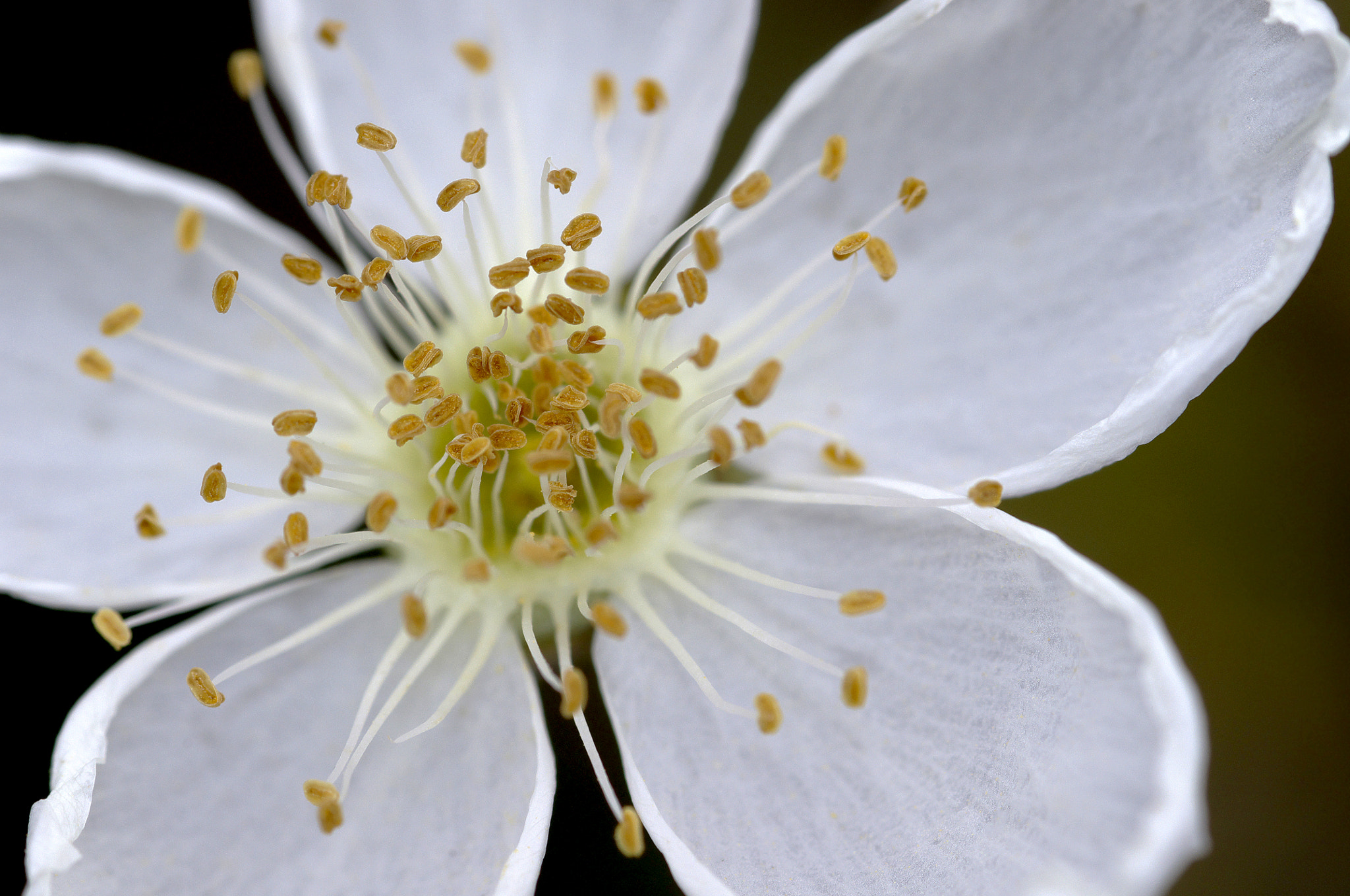 Pentax K-x sample photo. White desert flower photography
