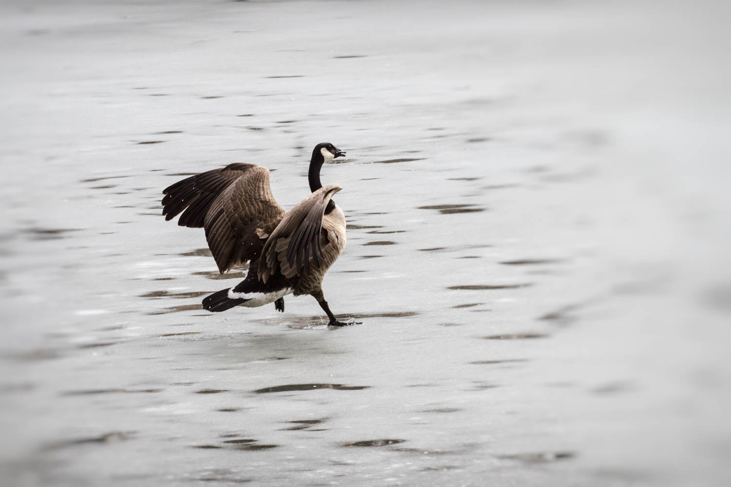 Canon EOS 7D + Canon EF 70-200mm F4L USM sample photo. Putting the breaks on photography