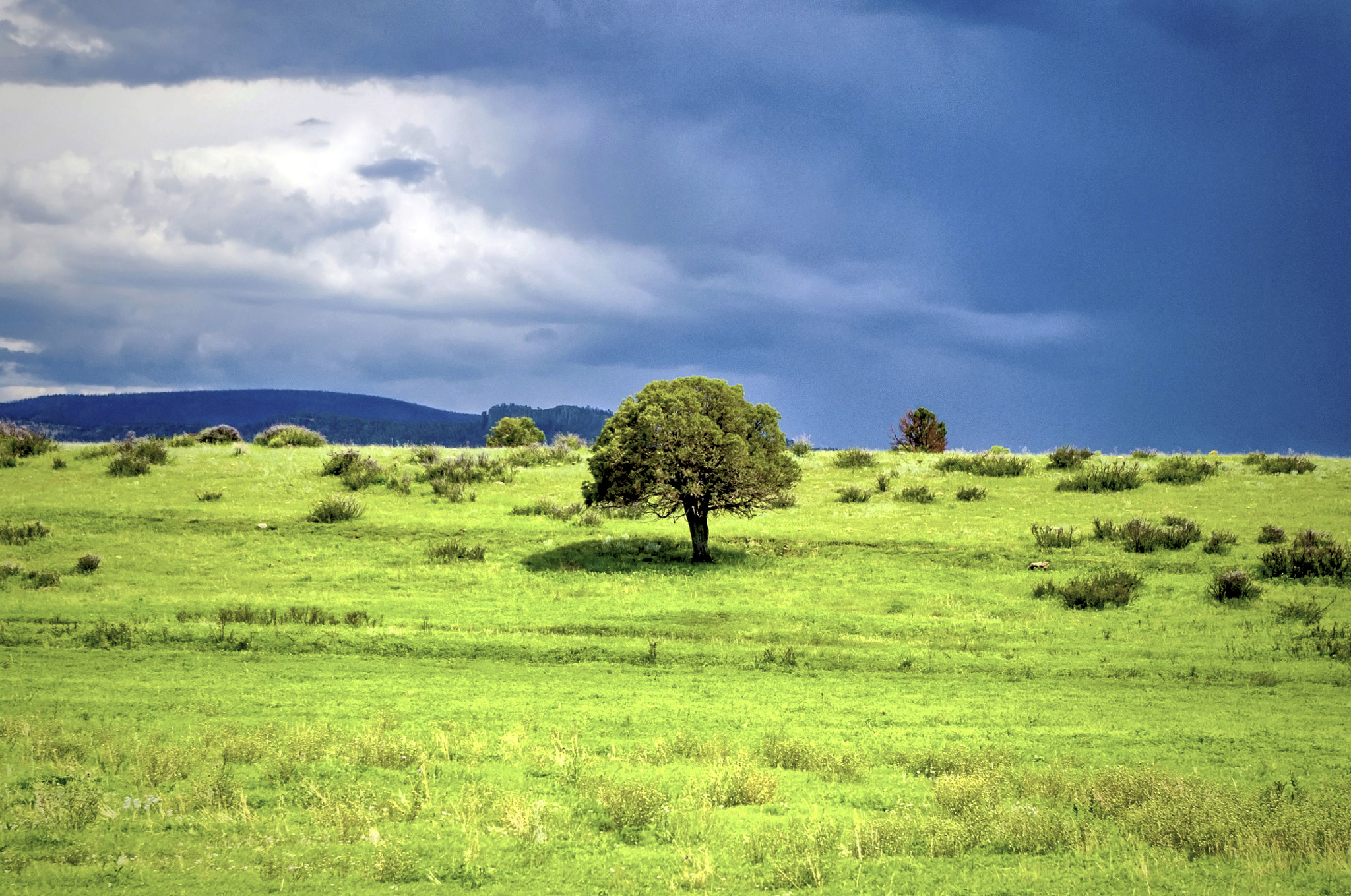 Pentax K-x sample photo. Green pasture photography