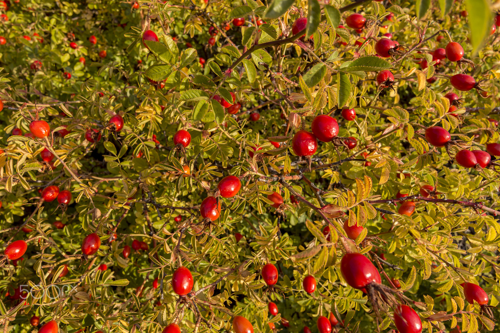 Nikon D7200 sample photo. Rose hip photography