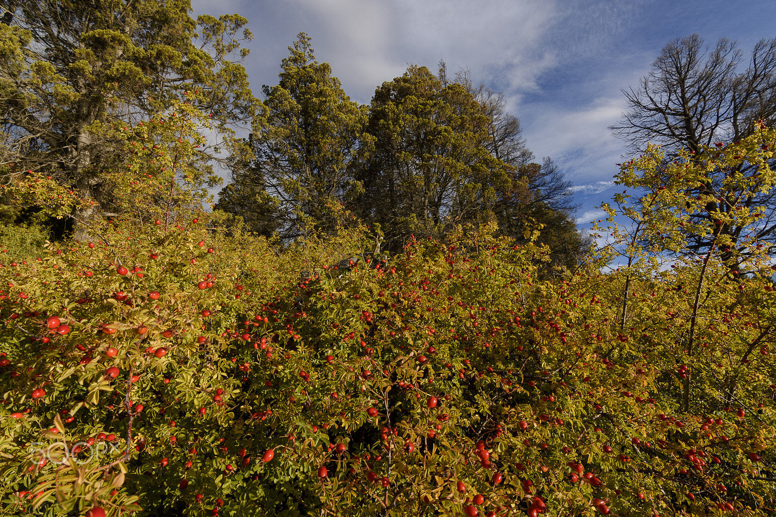 Nikon D7200 sample photo. Rose hip photography