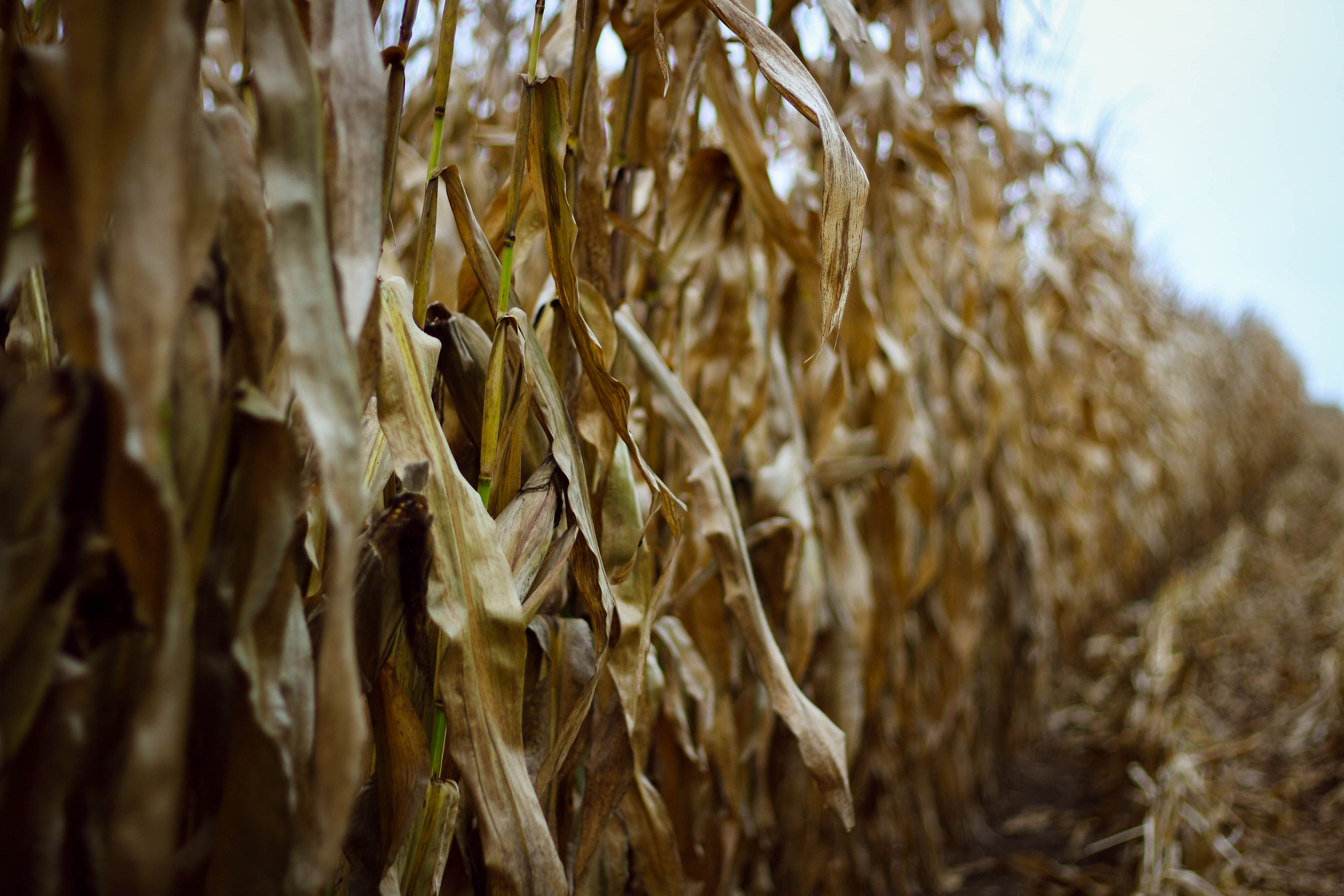 Canon EOS 100D (EOS Rebel SL1 / EOS Kiss X7) sample photo. Corn stalks photography