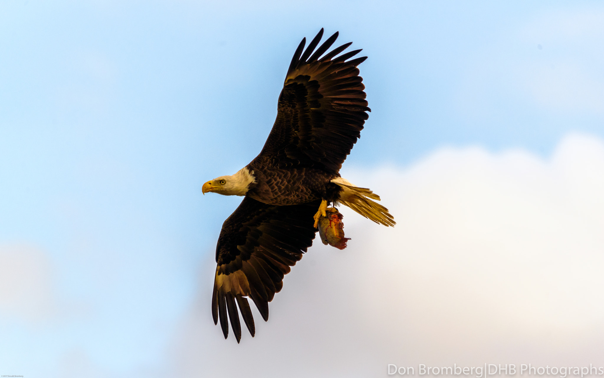 Sigma 150-500mm F5-6.3 DG OS HSM sample photo. Bald eagle with fresh catch photography