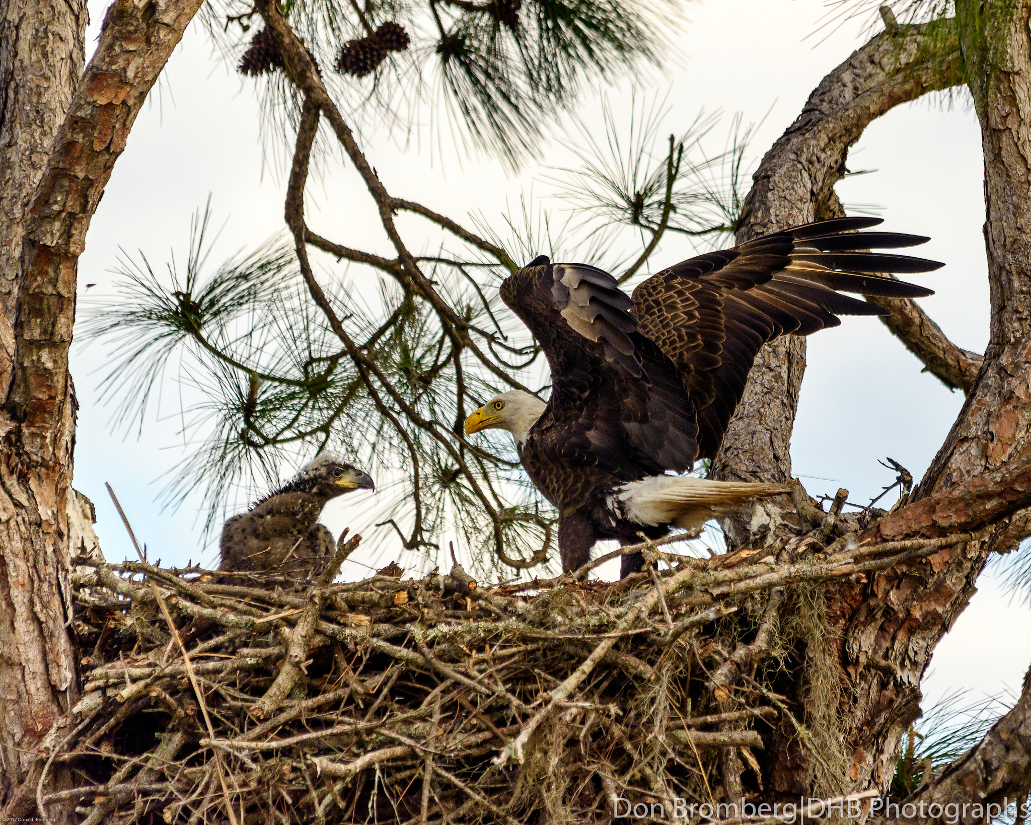 Nikon D750 sample photo. Bald eagle landing photography