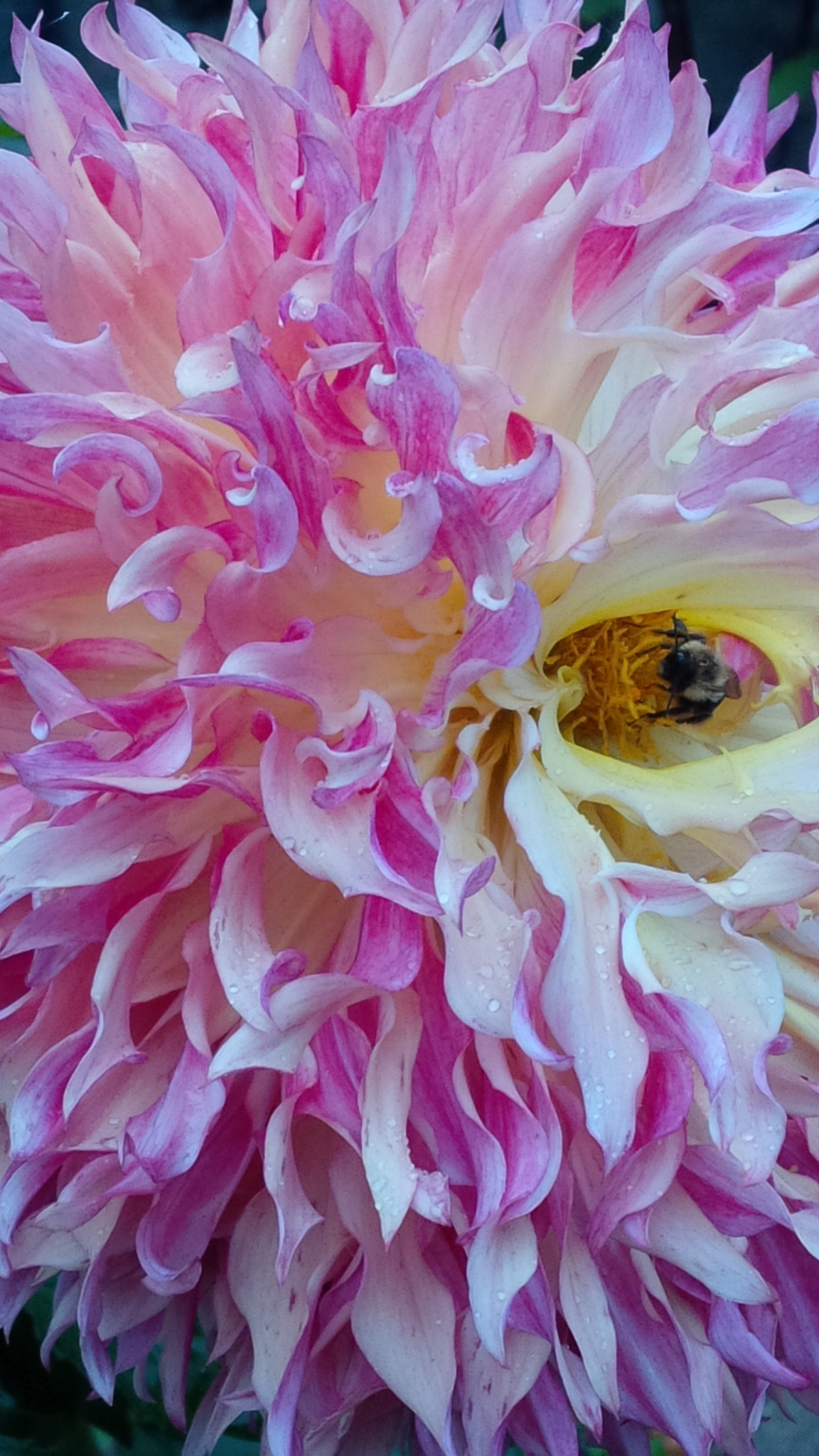 BlackBerry Z10 sample photo
