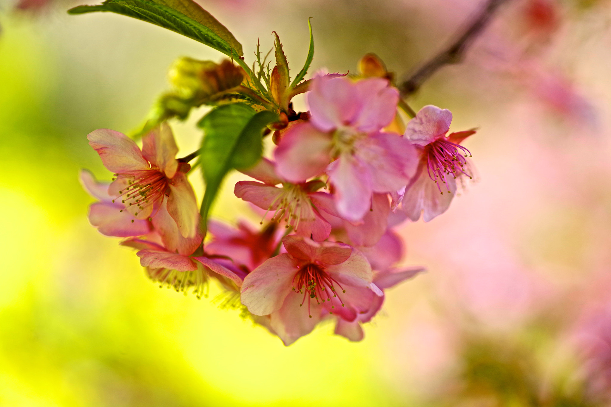 Tamron SP AF 90mm F2.8 Di Macro sample photo. Kawazu cherry photography