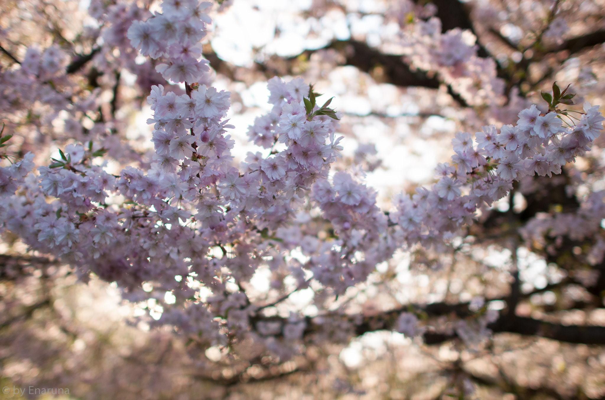 Nikon D300S sample photo. Japanese flowering cherry photography