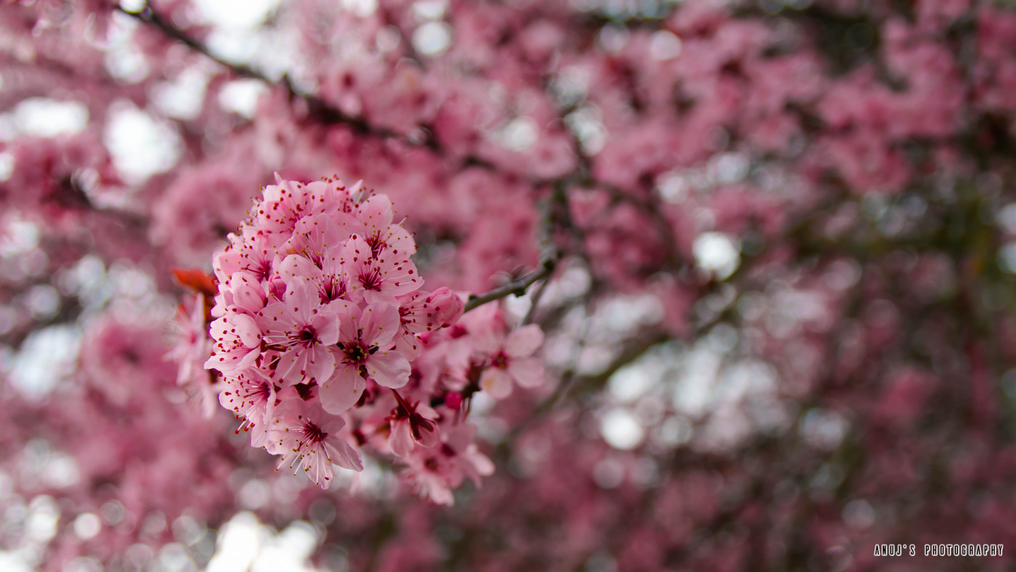 Canon EOS 70D sample photo. Spring arrival photography