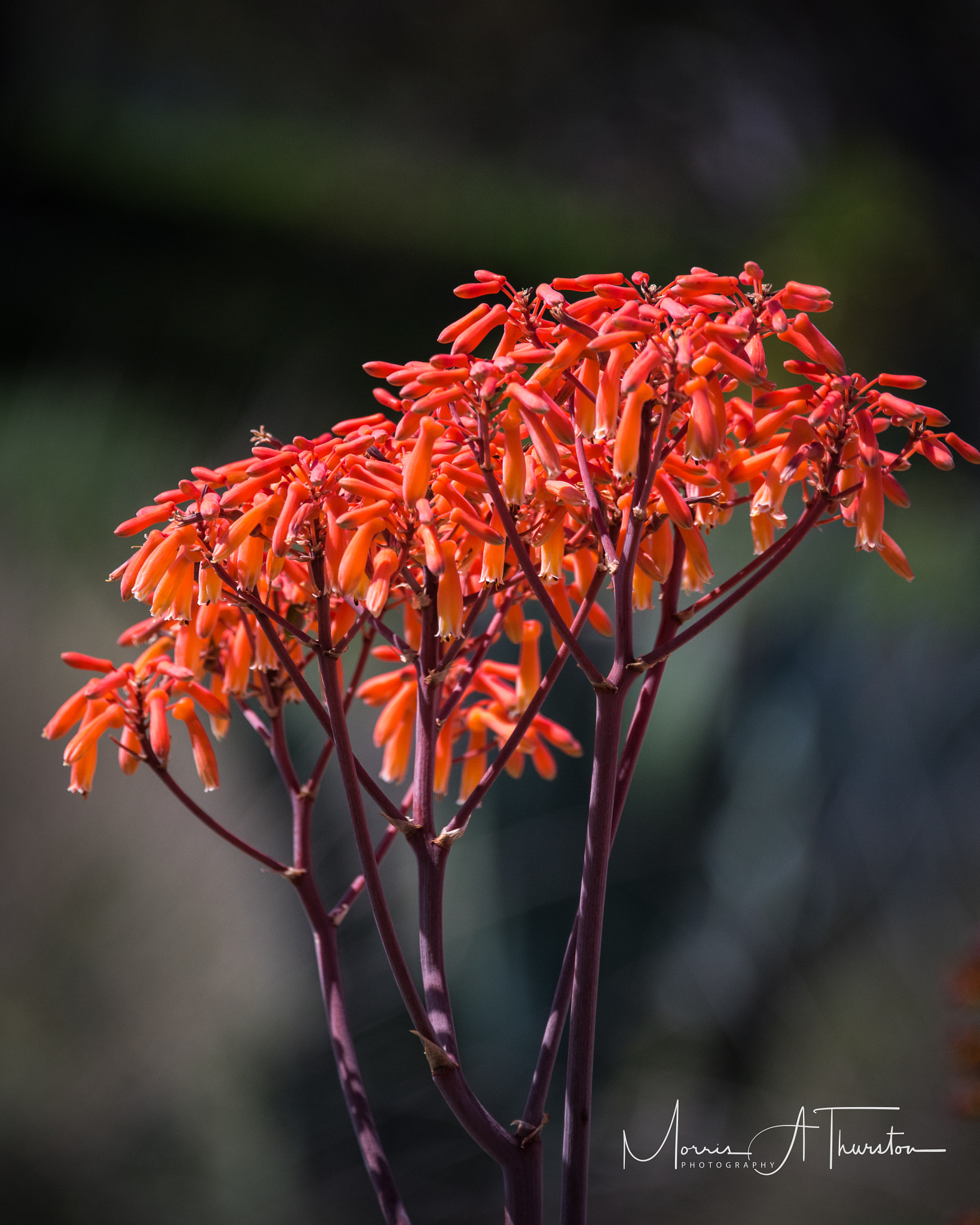 Nikon D810 sample photo. California desert garden photography
