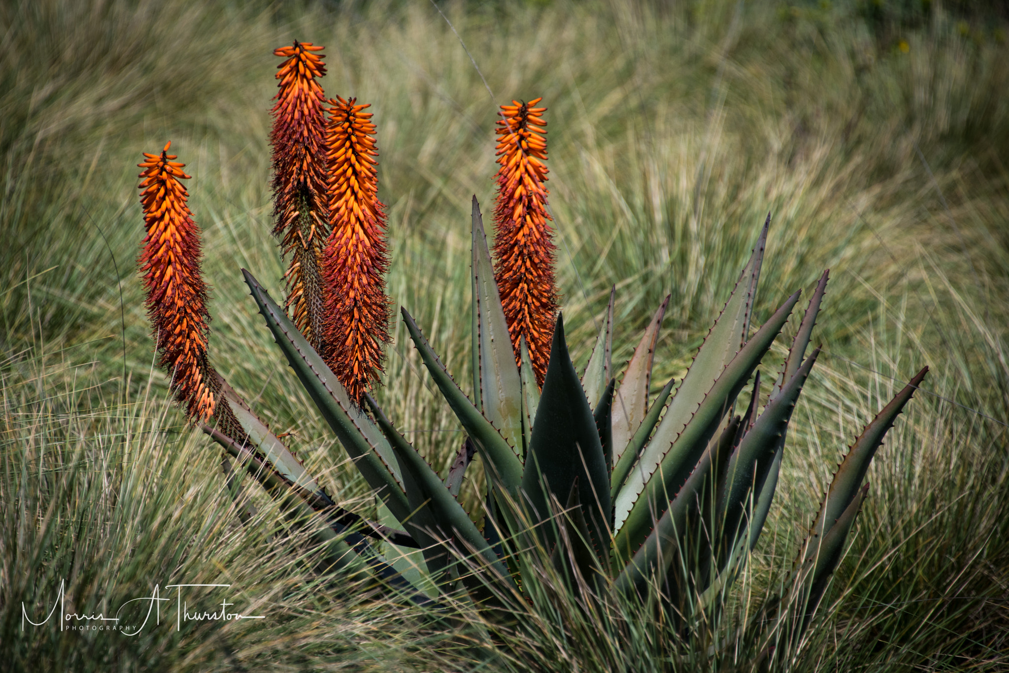 Nikon D810 sample photo. California desert garden photography