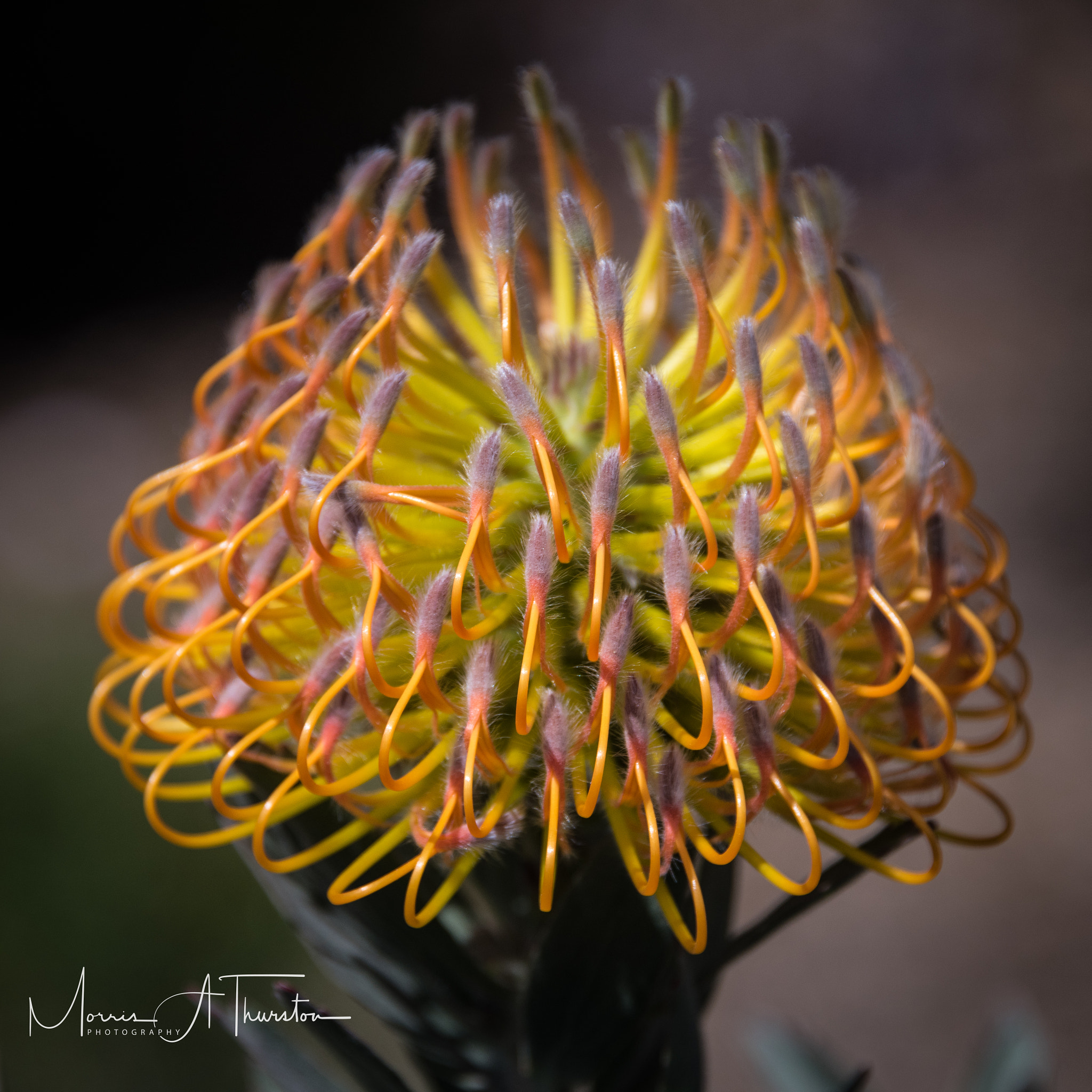 Nikon D810 sample photo. California desert garden photography