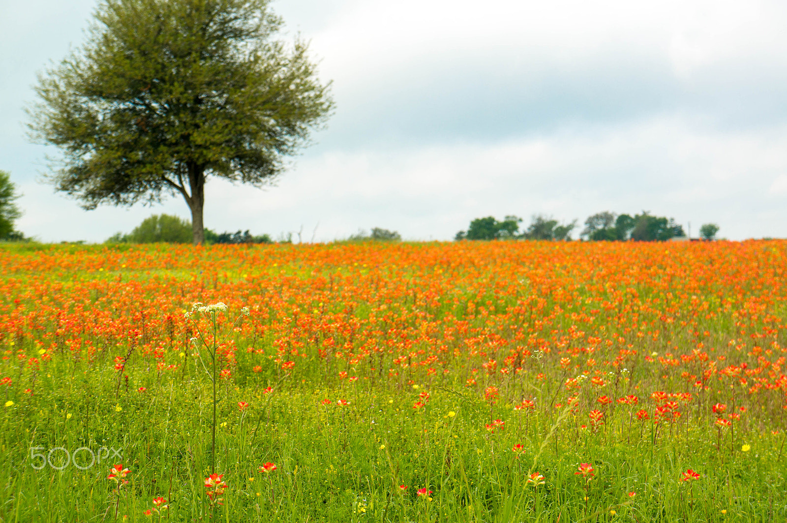 Sony Alpha NEX-5R + Sony E 18-55mm F3.5-5.6 OSS sample photo. Wildflowers - paintbrush photography