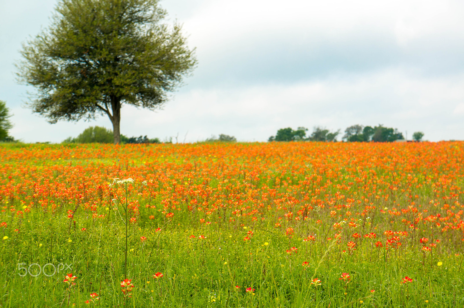 Sony Alpha NEX-5R sample photo. Wildflowers - paintbrush photography