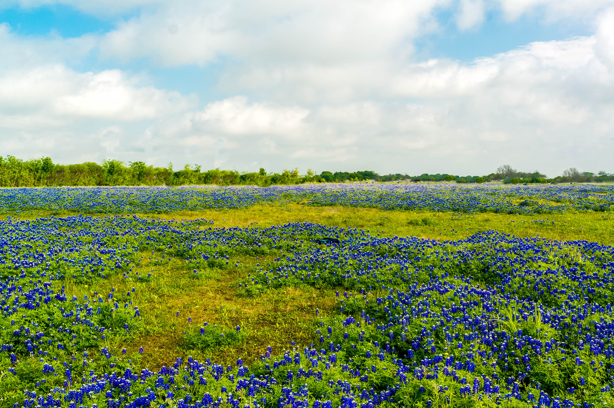 Sony Alpha NEX-5R + Sony E 18-55mm F3.5-5.6 OSS sample photo. Wildflowers - bluebonnets 1 photography