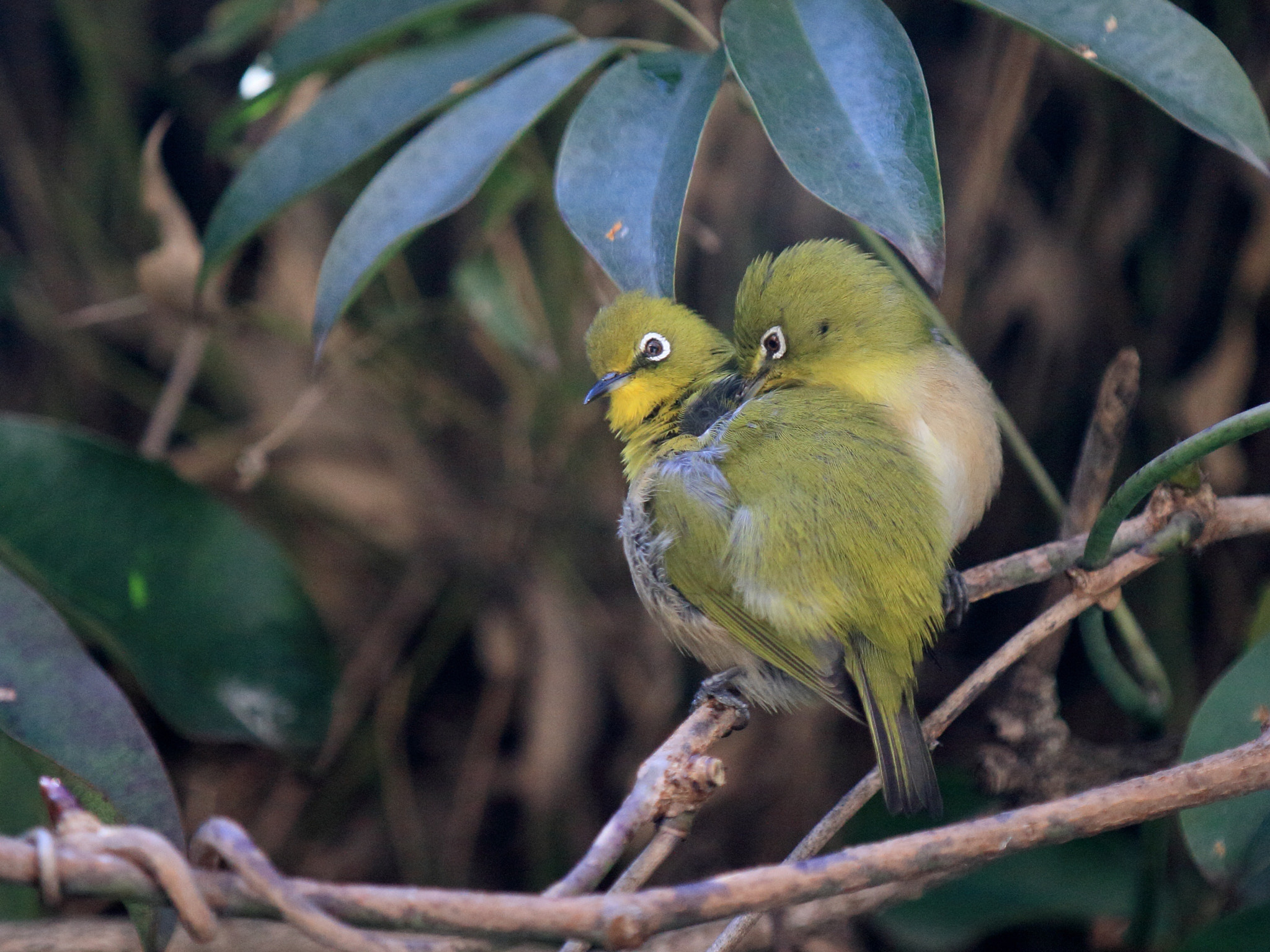 Canon EF 70-200mm F2.8L IS II USM sample photo. メジロ japanese white-eye photography