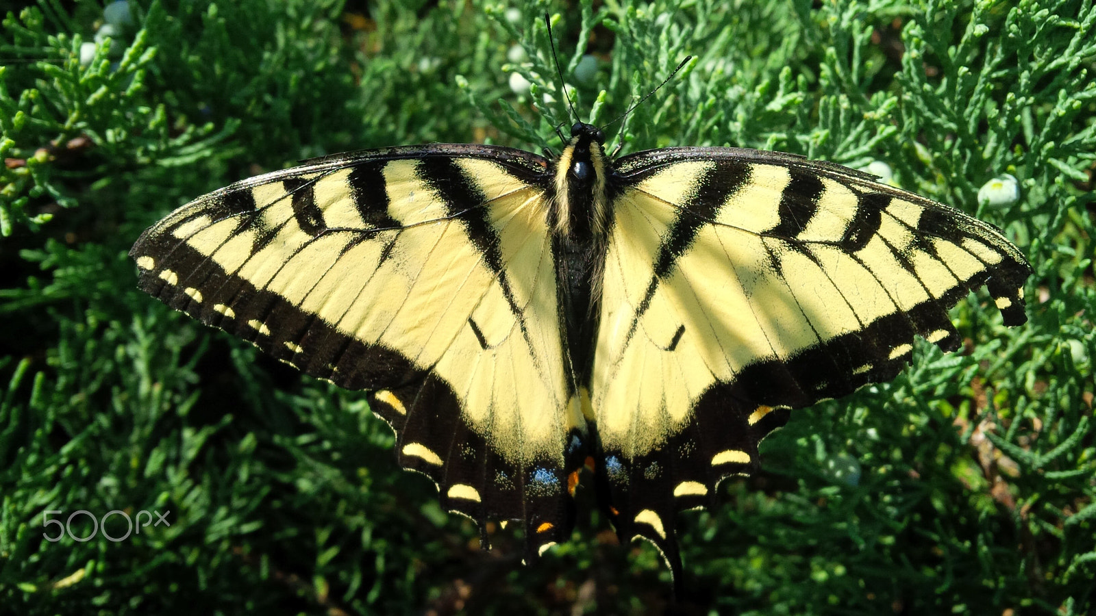 BlackBerry Z10 sample photo. Img photography