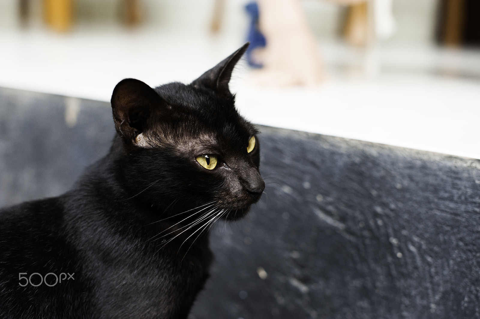 Nikon D700 sample photo. A black cat photography