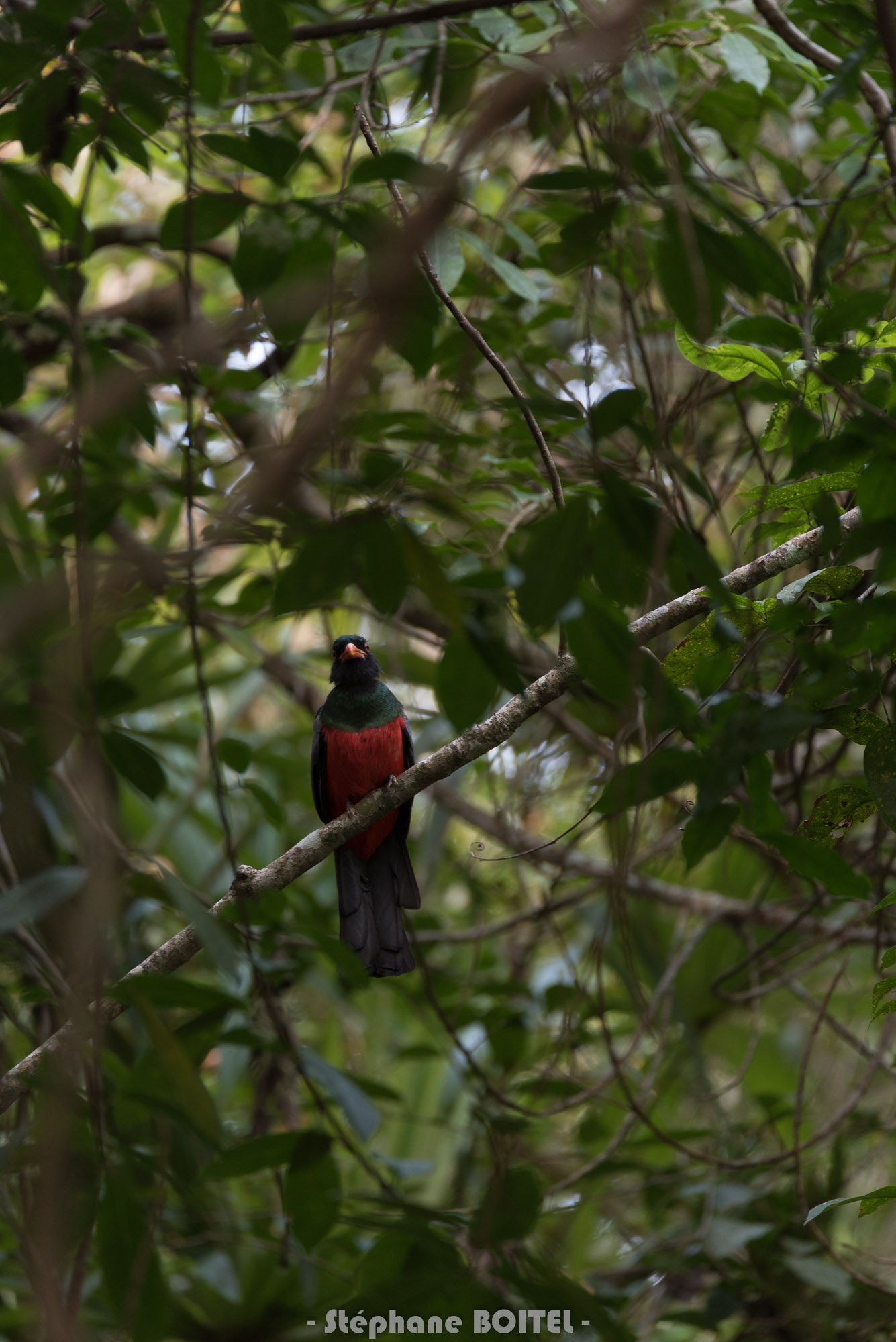 Sigma 150-600mm F5-6.3 DG OS HSM | C sample photo. Jungle photography